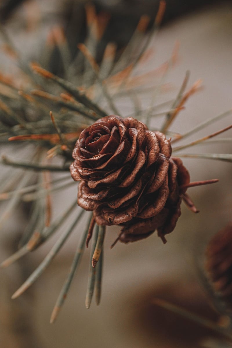 Nature Photography